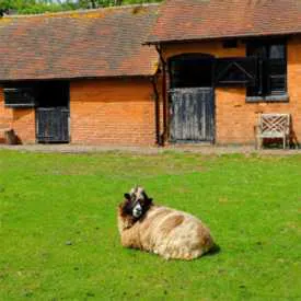 Agricultural Building Roofs
